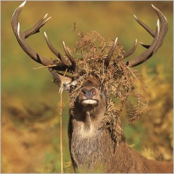 Abacus Cards Red Deer