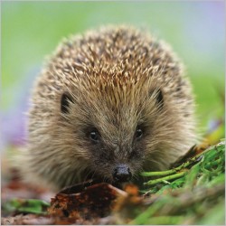 Abacus Cards Hedgehog
