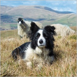 Abacus Cards Border Collie and Swaledale Ewe