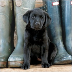 Abacus Cards Black Labrador Puppy