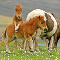 Abacus Cards Sheltand Ponies