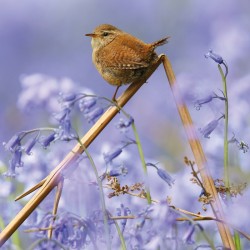Abacus Cards Wren