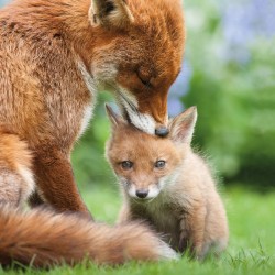 Abacus Cards Fox & Cub
