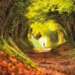 Abacus Cards Tree Tunnel Halnaker Windmill Sussex