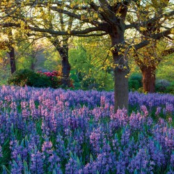 Abacus Cards Meadow Of Camassia
