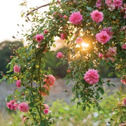 Abacus Cards Climbing Rose Rambler