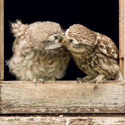 Abacus Cards Little Owls