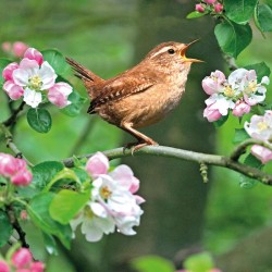 Abacus Cards Singing Wren