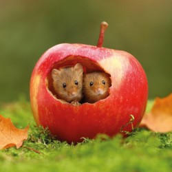 Abacus Cards Harvest Mice