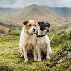Abacus Cards Jack Russel Terriers