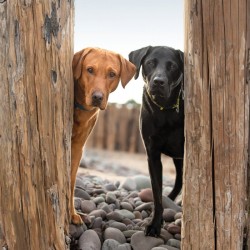Abacus Cards Labradors