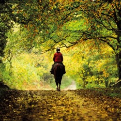 Abacus Cards Horse Rider In Cotswolds Woodland