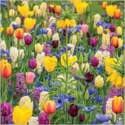Abacus Cards Tulip Meadow
