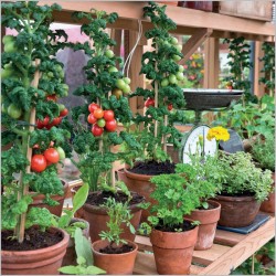 Abacus Cards Greenhouse With Tomatoes