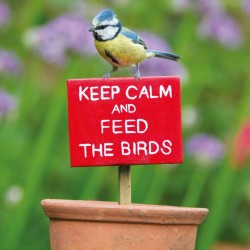 Abacus Cards Blue Tit On Sign