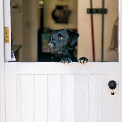 Abacus Cards Black Labrador