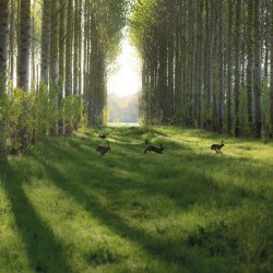 Abacus Cards Brown Hares