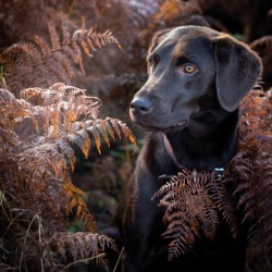 Abacus Cards Chocolate Labrador
