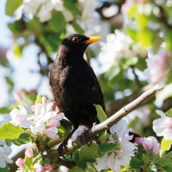 Abacus Cards Blackbird Among Apple Blosom