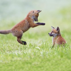 Abacus Cards Red Fox Cubs
