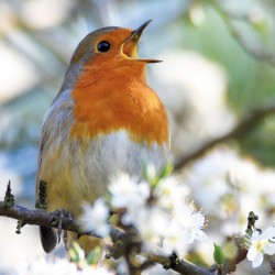 Abacus Cards European Robin