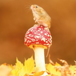 Abacus Cards Harvest Mouse On Fly Agaric Fungus