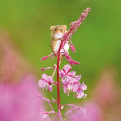 Abacus Cards Harvest Mouse On Rosebay Willowherb