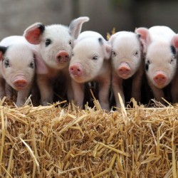 Abacus Cards Gloucester Old Spot Piglets