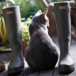 Abacus Cards Cat Sitting Between Wellington Boots