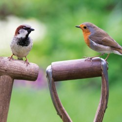 Abacus Cards Robin & House Sparrow