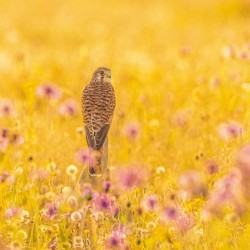 Abacus Cards Common Kestrel