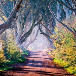 Abacus Cards The Dark Hedges