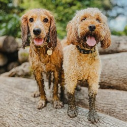 Abacus Cards Cocker Spaniel & Cockapoo