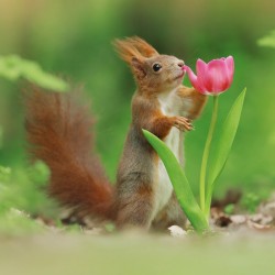 Abacus Cards Red Squirrel