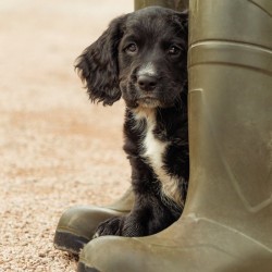 Abacus Cards Working Spaniel Puppy