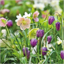 Abacus Cards Spring Flowers