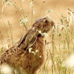 Abacus Cards Brown Hare