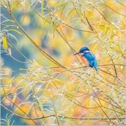 Abacus Cards Kingfisher 2