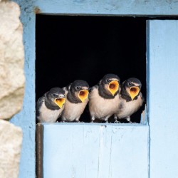 Abacus Cards Barn Swallows