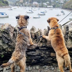 Abacus Cards Border Terriers