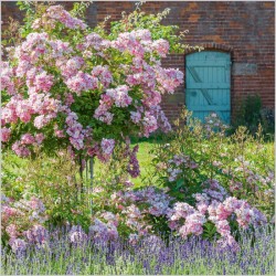 Abacus Cards British Summer Roses