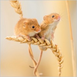 Abacus Cards New Harvest Mice