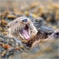 Abacus Cards European Otter