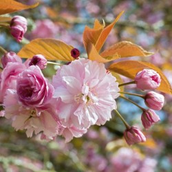 Abacus Cards Cherry Blossom