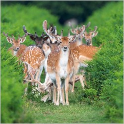 Abacus Cards Fallow Deer