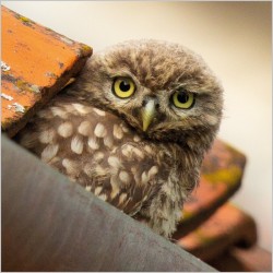 Abacus Cards Little Owl