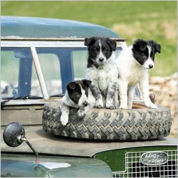 Abacus Cards Border Collie Puppies