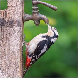 Abacus Cards New Great Spotted Woodpecker