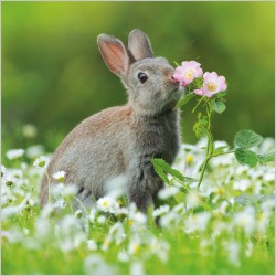 Abacus Cards European Rabbit