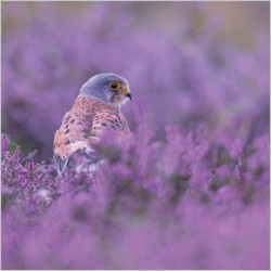 Abacus Cards Common Kestrel In Heather